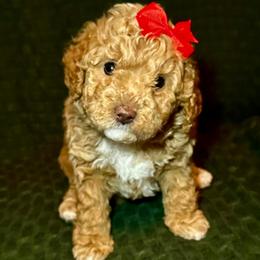 Blossom - Apricot female Aussiedoodle puppy in Pasadena, Texas from Toledo Creek Doodles