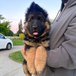Girl 1 - Black and red female German Shepherd puppy in Stockton, California from Zaragoza German Shepherds