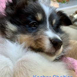 Shetland Sheepdog Puppies from Kochar Shelties
