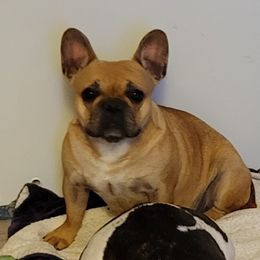 Faye - French Bulldog