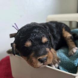 Abuela - Tri-color female Bernedoodle puppy in Blackfoot, Idaho from Draper Mountain Doodles