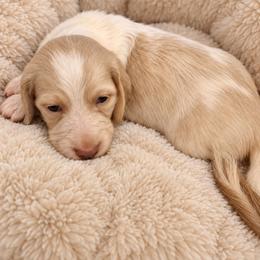 AKC Longhaired Cream Piebald Charlotte - Cream female Dachshund puppy in Los Angeles, California from Sterling Dachshunds