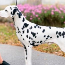 Dalmatians from CarriageHill Dalmatians