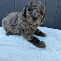 Darker merle on end - Merle male Goldendoodle puppy in Rush, New York from Care Bear Puppies