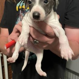 Boy 3 - White and seal male Italian Greyhound puppy in Winfield, Kansas from F&M Italian Greyhounds