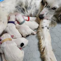 Llewellin Setter puppies from Pups Furever