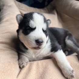 Pomsky and Siberian Husky Puppies from Osiris’s Siberians & Pomskies