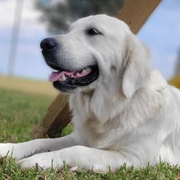 Kamaria - Golden Retriever