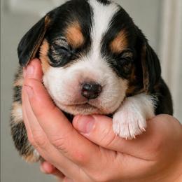 Glinda - Black tan and white female Beagle puppy in Lake City, Florida from Sunkissed Beagles