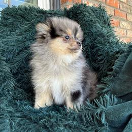 Louie - Blue merle male Pomeranian puppy in San Jacinto, California from Savvypomeranians