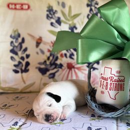 Male picking spot 5 - White and black male Dalmatian puppy in Hawkins, Texas from Snow Dalmatians