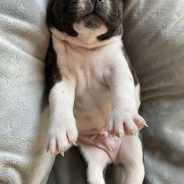 French Bulldog Puppies from Country Lace French Bulldogs