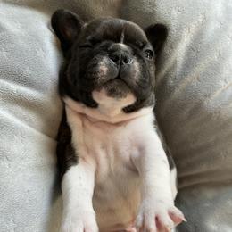 French Bulldog Puppies from Country Lace French Bulldogs