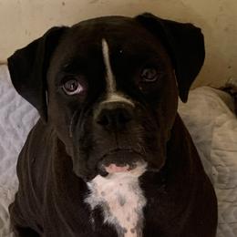 Boba - Boxer