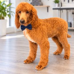 Jonah - Red  male Poodle puppy in Washington, Pennsylvania from Patriotic Poodles