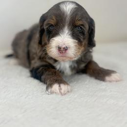 Eden - Blue merle female Bernedoodle puppy in Fleming, Colorado from Vandenbark Doodles