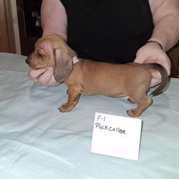Akc Lucy's F 1 - Red female Dachshund puppy in Penn Run, Pennsylvania from Shannon’s Dachshunds