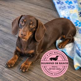 Bailey - Dachshund