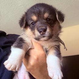 Baby girl mint - Black and tan female Pembroke Welsh Corgi puppy in Saint Johns, Florida from Colebrooke Farm