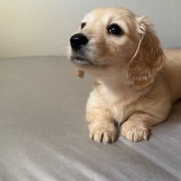 2nd Born ee Cream Female - Cream Dachshund puppy in Rochester, Washington from Curtiss Dachshunds