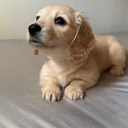2nd Born ee Cream Female - Cream Dachshund puppy in Rochester, Washington from Curtiss Dachshunds