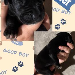 Leather - Black male Great Dane puppy in Wellsville, New York from Prophecy Danes
