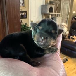 Peaches - Black and tan female Yorkshire Terrier puppy in Killen, Alabama from Yorkie Oodle Doodle