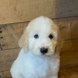 Daphne - Aussiedoodle puppy from Oldtown Doodles