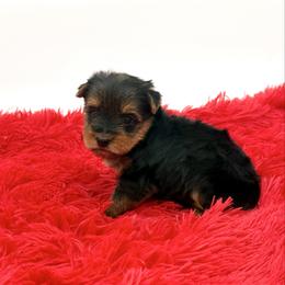 Wendi - Black and tan female Yorkshire Terrier puppy in Sandy Hook, Kentucky from The Royal Yorkie Den LLC