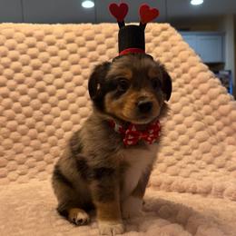 Minimal white BMM - 2 hazel eyes - Blue merle male Miniature Australian Shepherd puppy in Connelly Springs, North Carolina from Appalachian Aussies