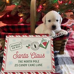 Girl 2 - Yellow female Labrador Retriever puppy in Palmdale, California from Sweet As Sugar Labradors