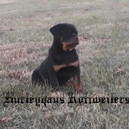 Rottweiler Puppies from Hurleyhaus Rottweilers
