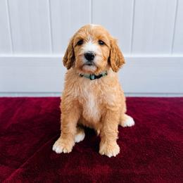 Sunflower (Sunny) - Red male Labradoodle puppy in Elizabeth City, North Carolina from Howdy Doodles