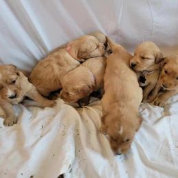 Golden Retriever Puppies from Loeffelholz Family Golden Retrievers