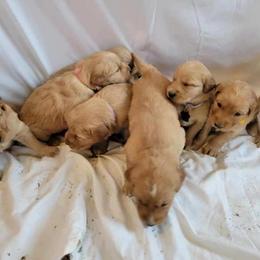 Golden Retriever Puppies from Loeffelholz Family Golden Retrievers