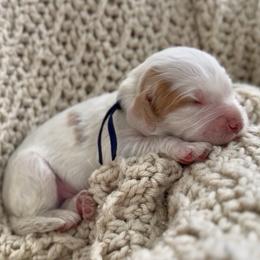 Black - Blenheim male Cavapoo puppy in Arlington, Texas from Van Haselen Poodles and Doodles