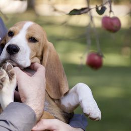 Aiden - Beagle puppy in Warsaw, Indiana from Mae’cee Beagles