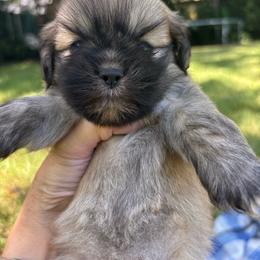 Madison - Golden female Lhasa Apso puppy in Albany, Georgia from Clark's Lhasas