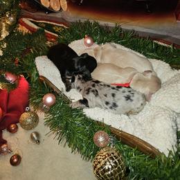 Dachshund puppies from Shoebox Doxie’s