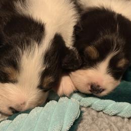 Australian Shepherd Puppies from Kraftbrewd Australian Shepherds