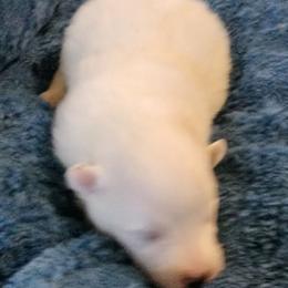 Cinderella - White female American Eskimo Dog puppy in Grants Pass, Oregon from SnH Eskies