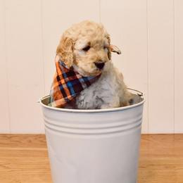 Goldendoodle Puppies from Tuxedo Mountain Doodles