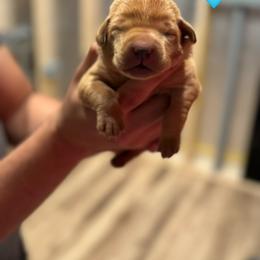 Teal Female - Yellow female Labrador Retriever puppy in Franklin, Virginia from Oak Hollow Retrievers