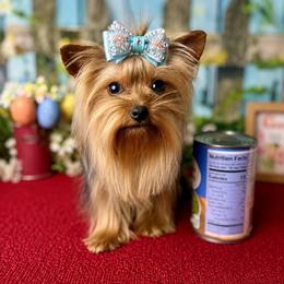 Lucy - Yorkshire Terrier