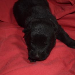 German Shepherd Puppies from Kraften K9