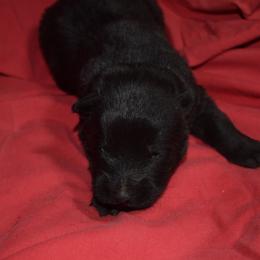 German Shepherd Puppies from Kraften K9