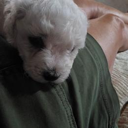 Bichon Frise puppies from .Havenkennels.Net