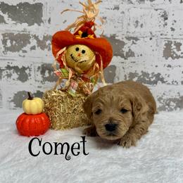 Comet - Apricot male Goldendoodle puppy in Nortonville, Kentucky from Deb’s KY Doodles
