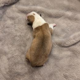 Boy 3 - Sable male Pembroke Welsh Corgi puppy in Bell, Florida from Little Bit Corgis