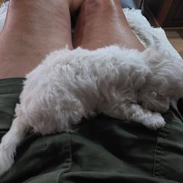 Fin - White male Bichon Frise puppy in Four Oaks, North Carolina from .Havenkennels.Net